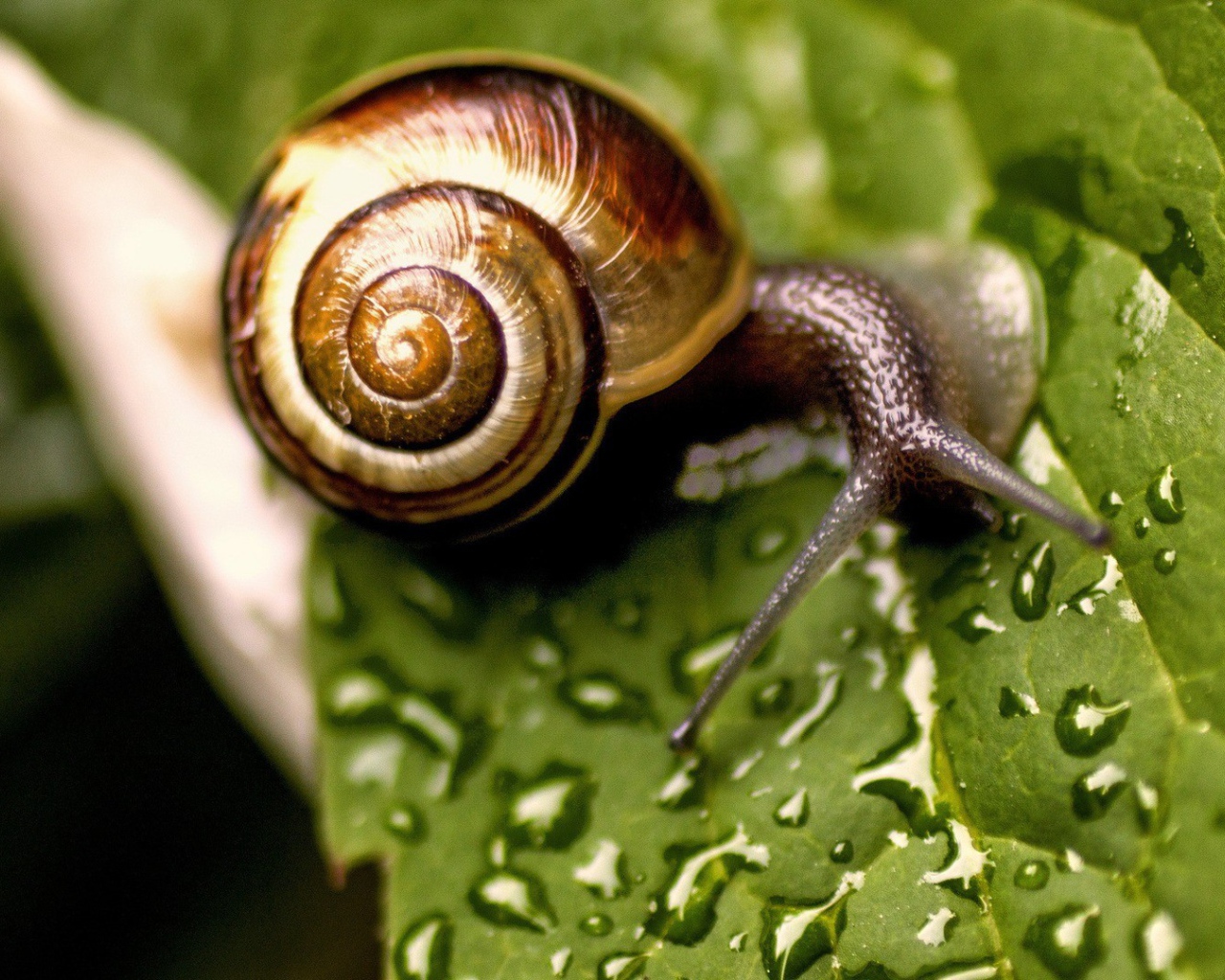 Улитка сидит на мокром листике