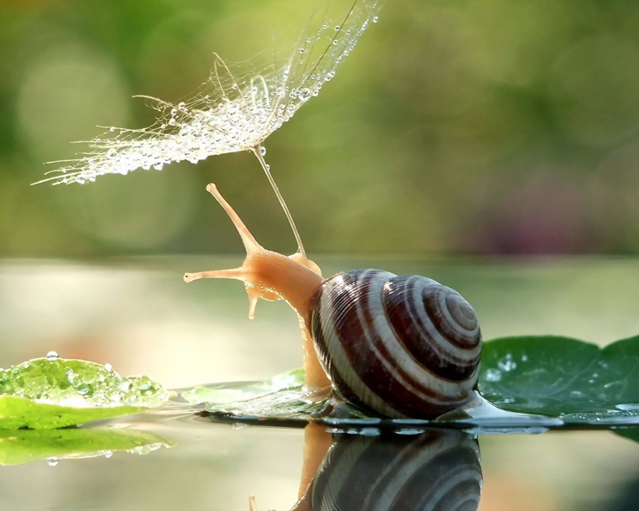 Улитка с зонтиком