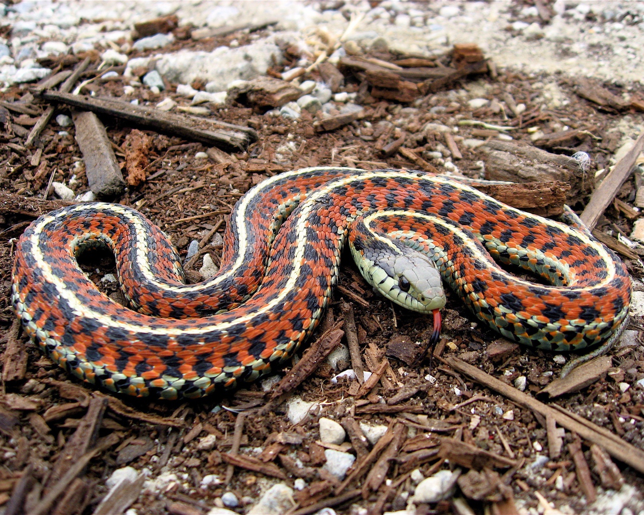Змея на древесных опилках