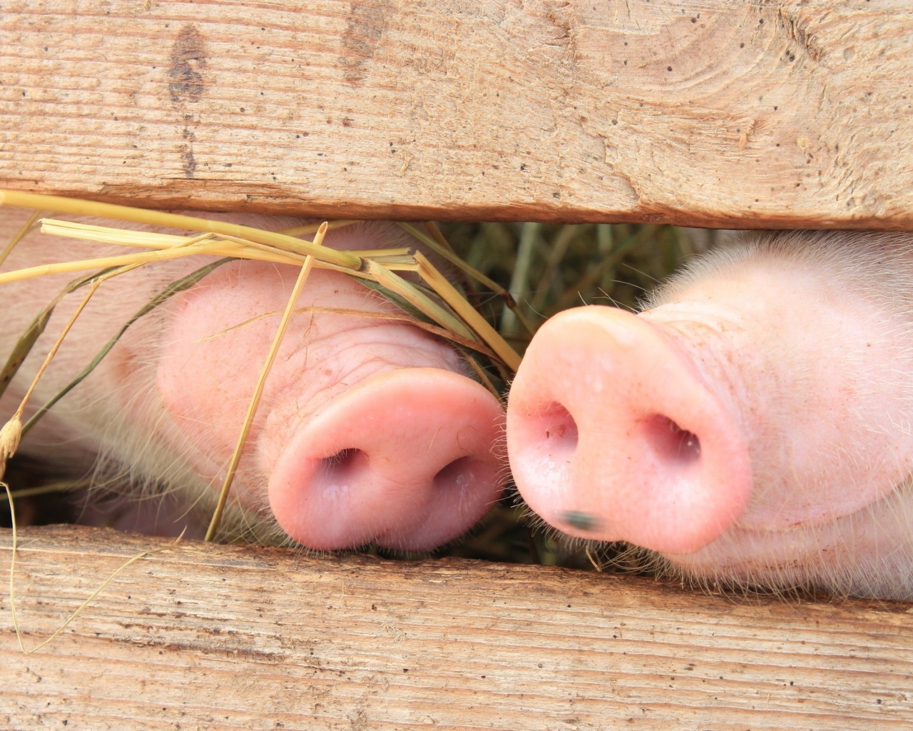 Носики двух поросят