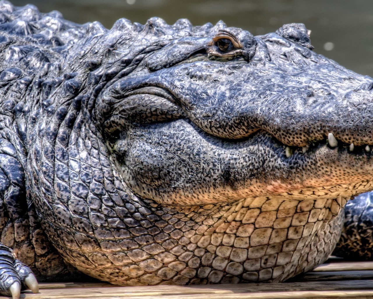 Грузный старый крокодил