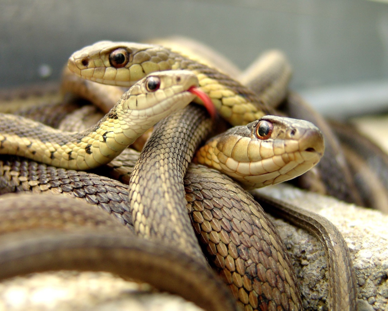 Клубок коричневых змей