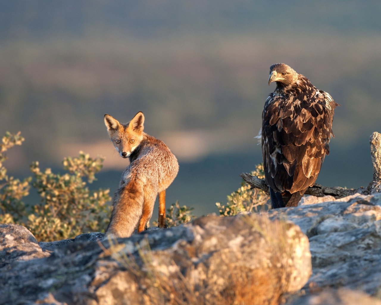 Лиса и орел