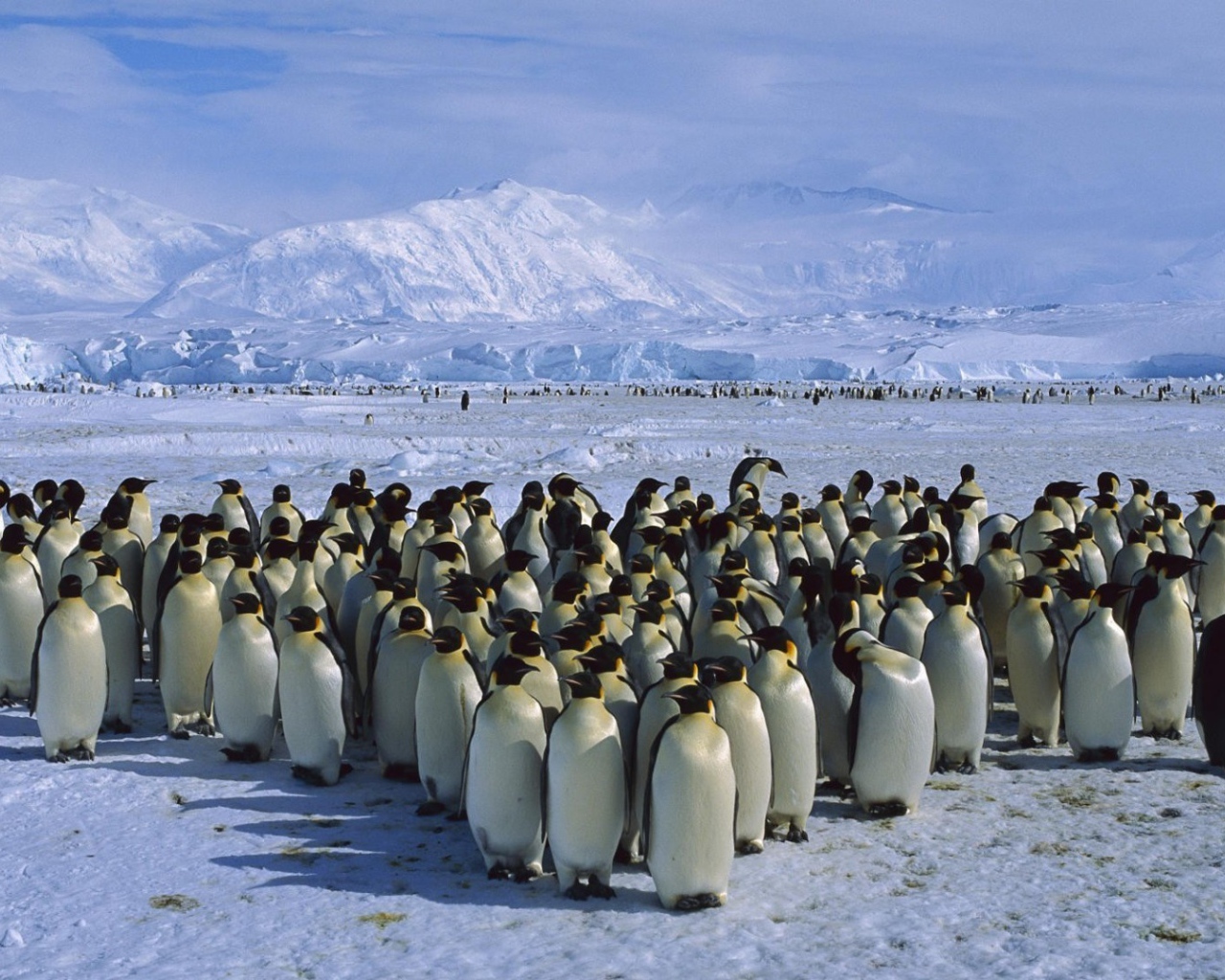Толпа пингвинов в Антарктиде