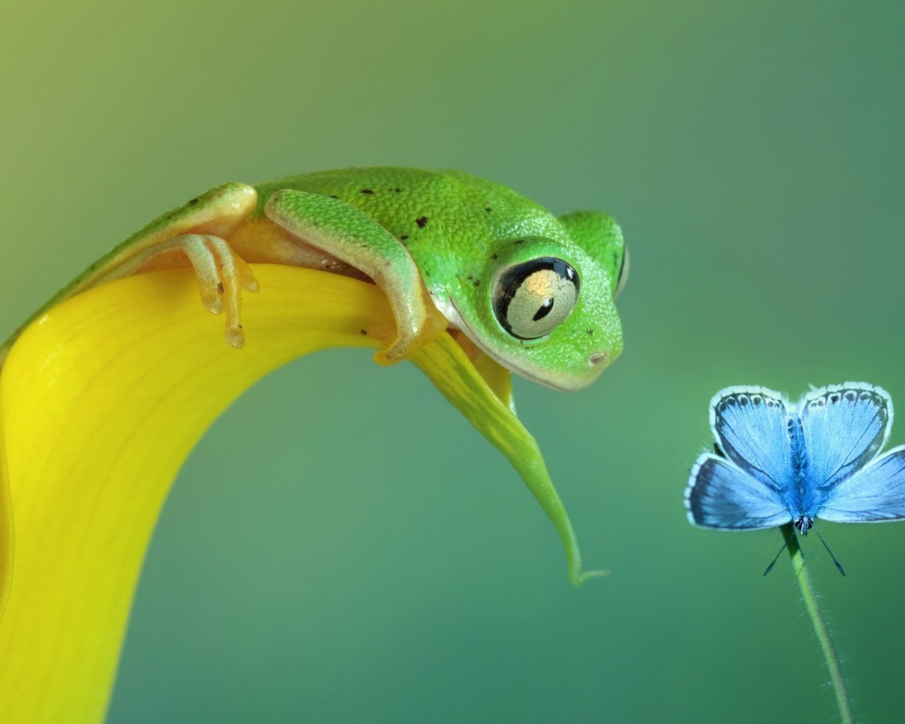 Лягушка смотрит на бабочку