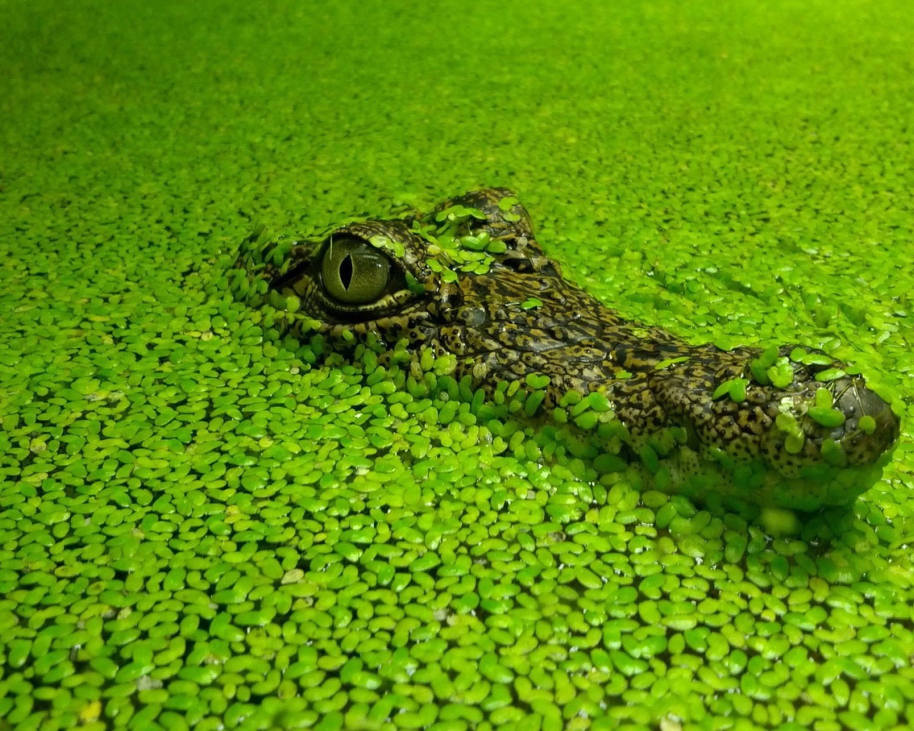 Голова маскирующегося крокодила