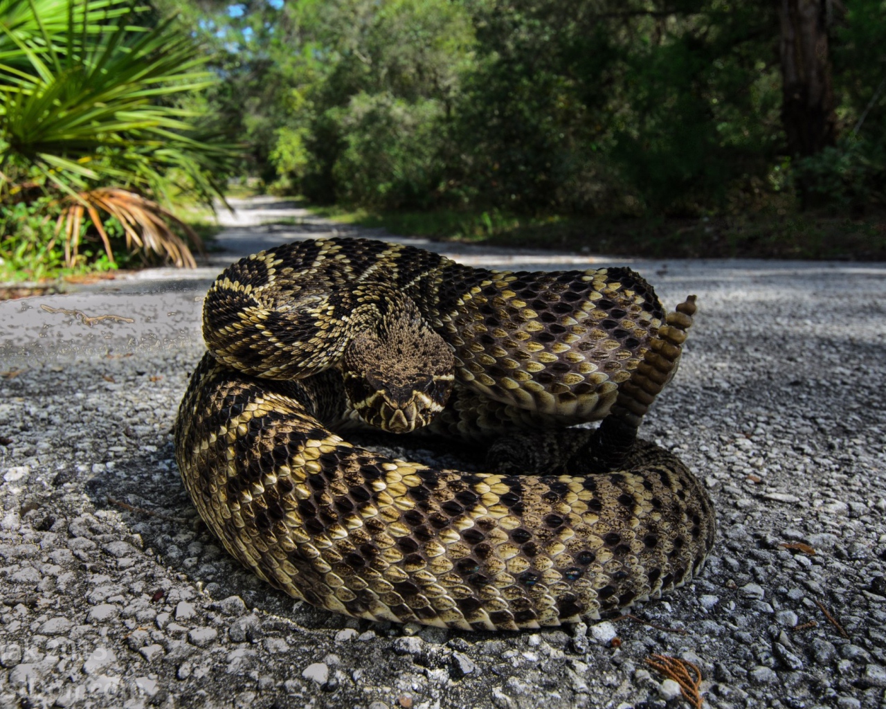Змея свернулась калачиком на тропинке