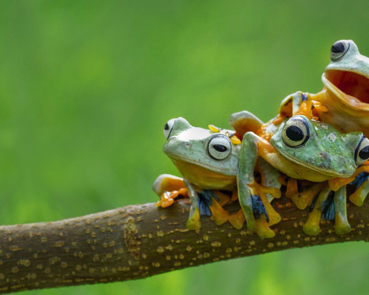 Три веселых лягушки