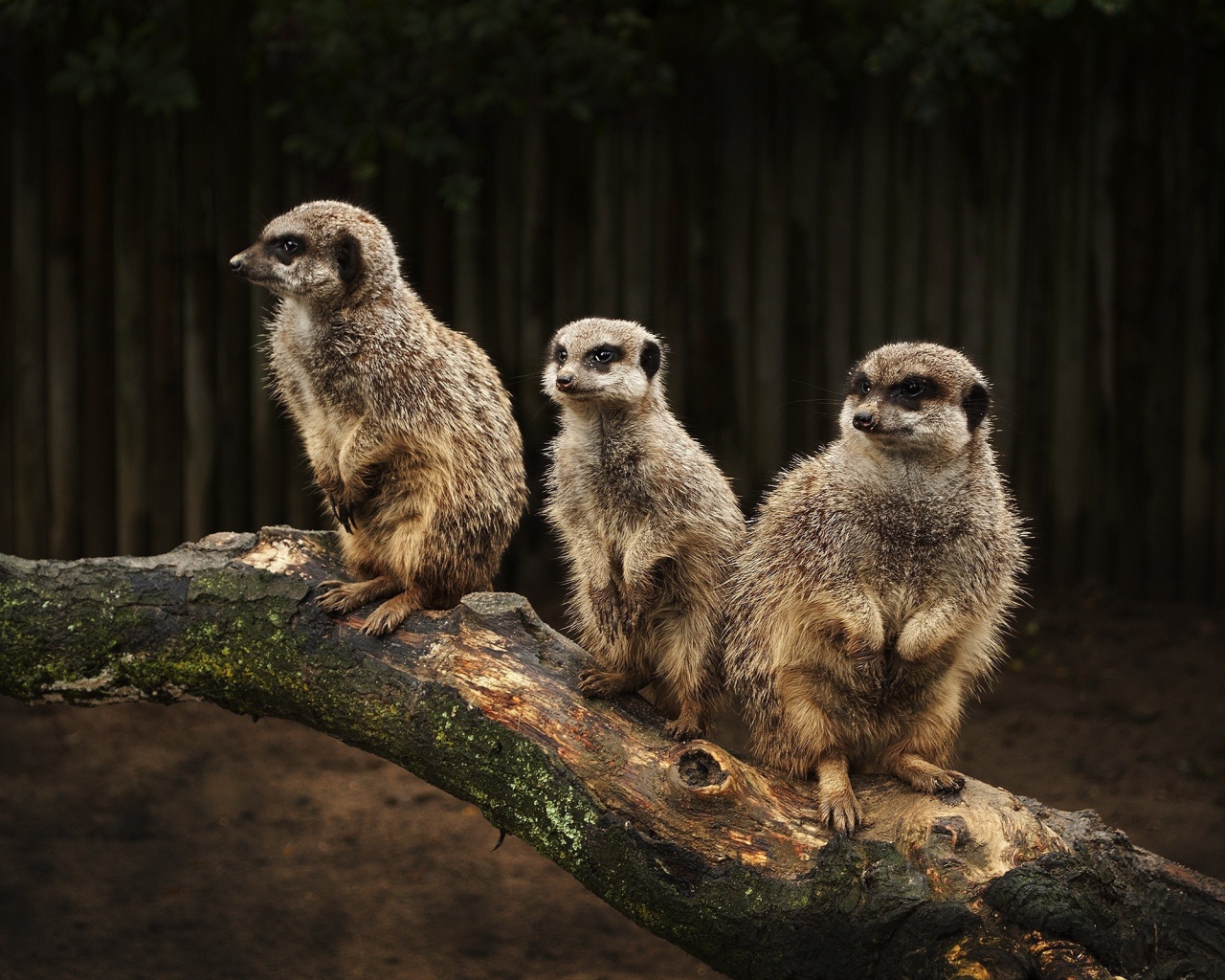 Три сурка на стволе дерева