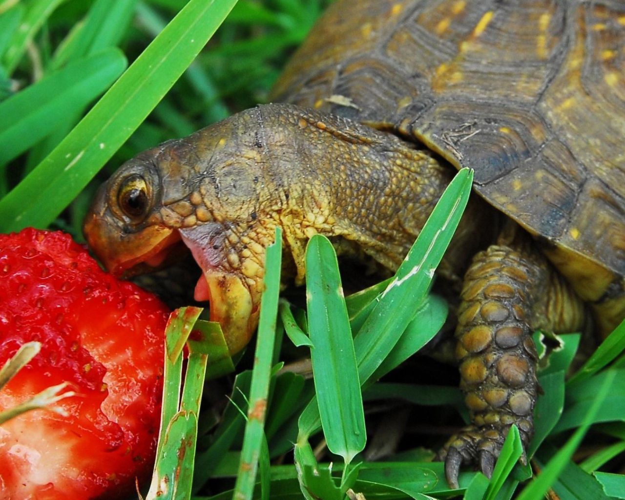 Черепаха ест клубнику