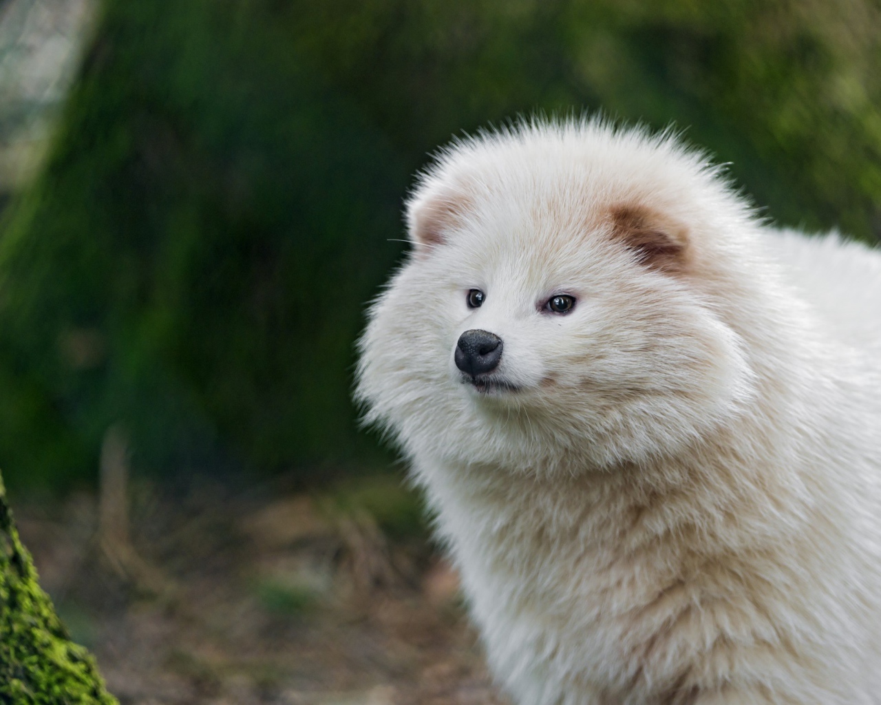 Взлохмаченное белое животное