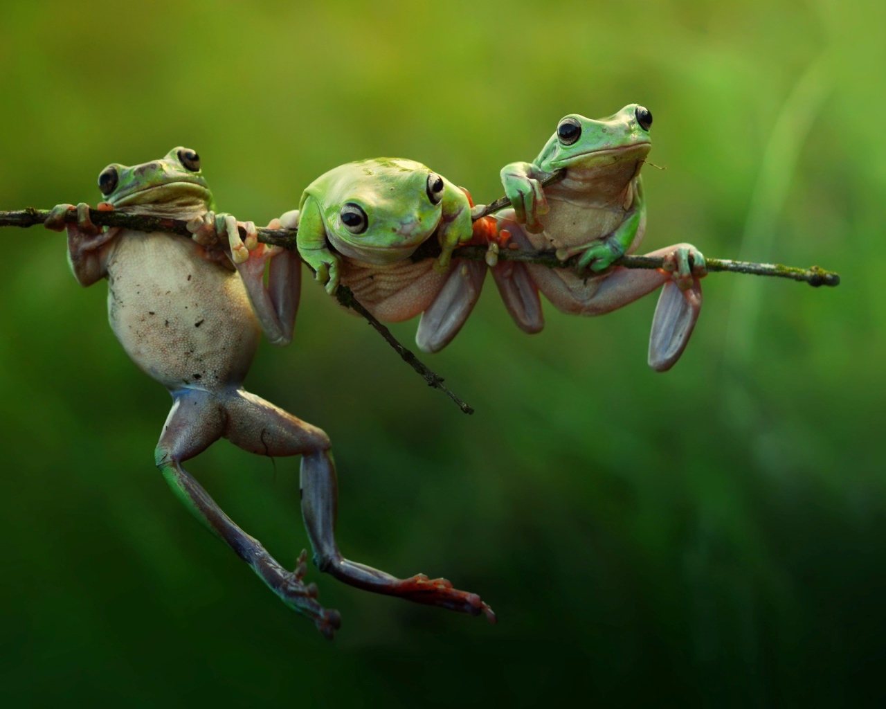 Три лягушки висят на ветке