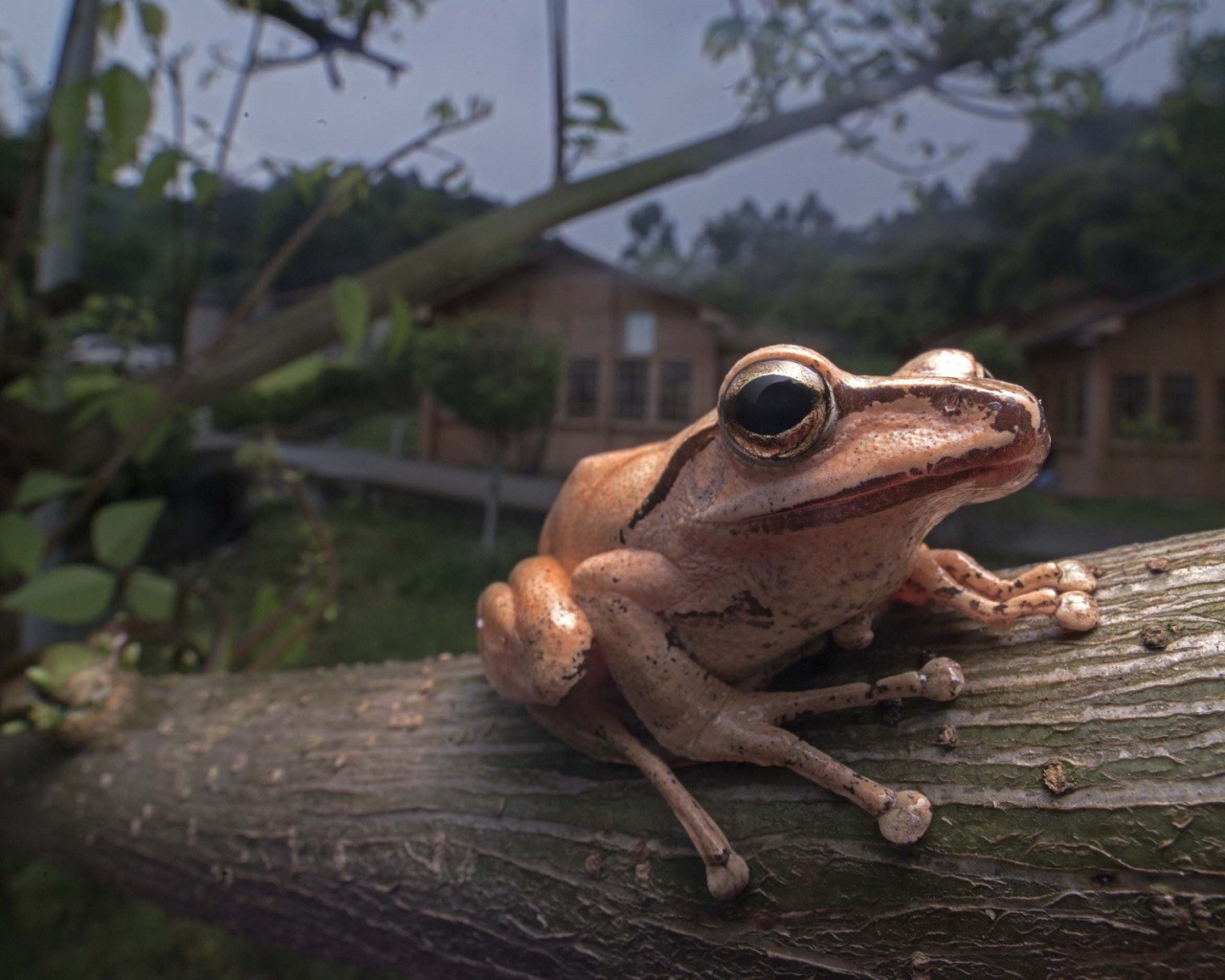 Древесная лягушка сидит на дереве