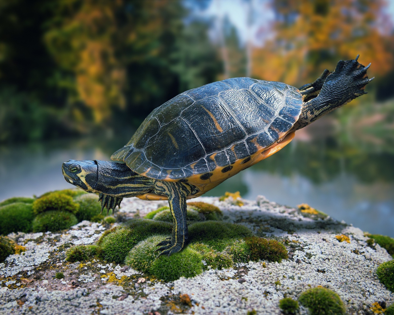 Черепаха стоит на передних лапах