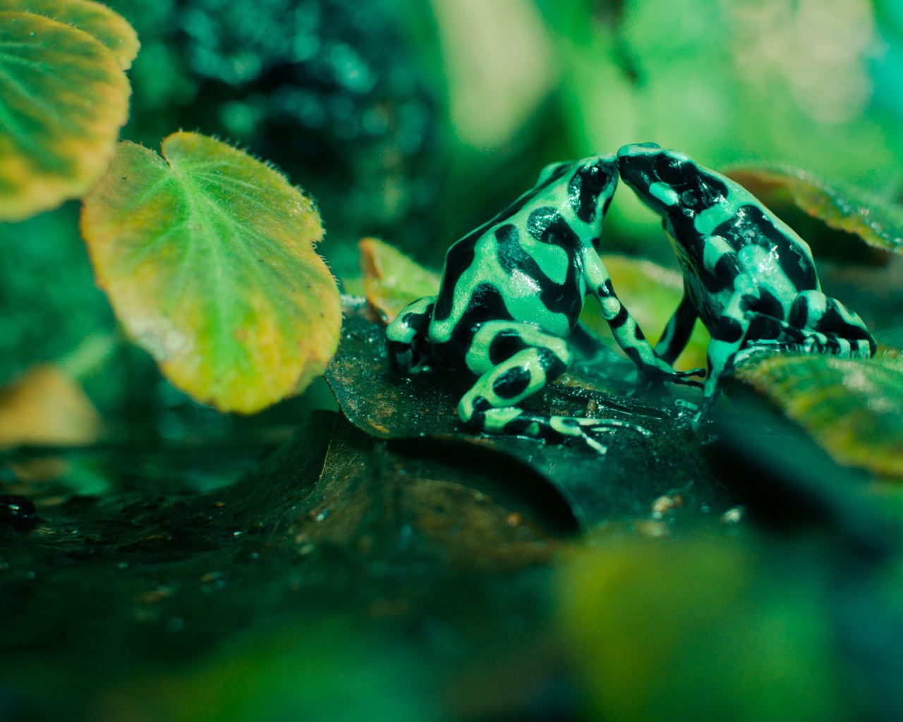 Две зеленых лягушки с черными пятнами