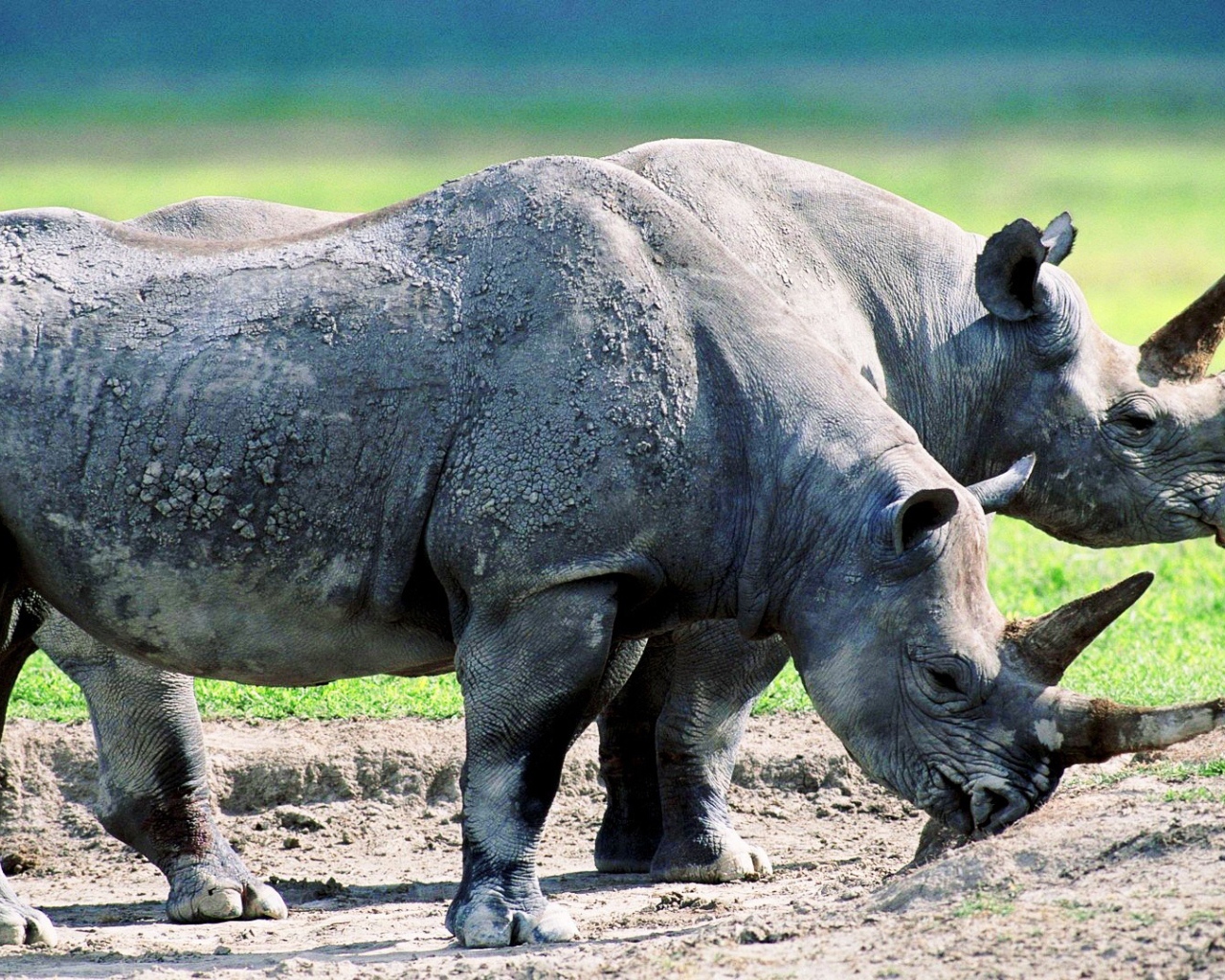 Два старых носорога