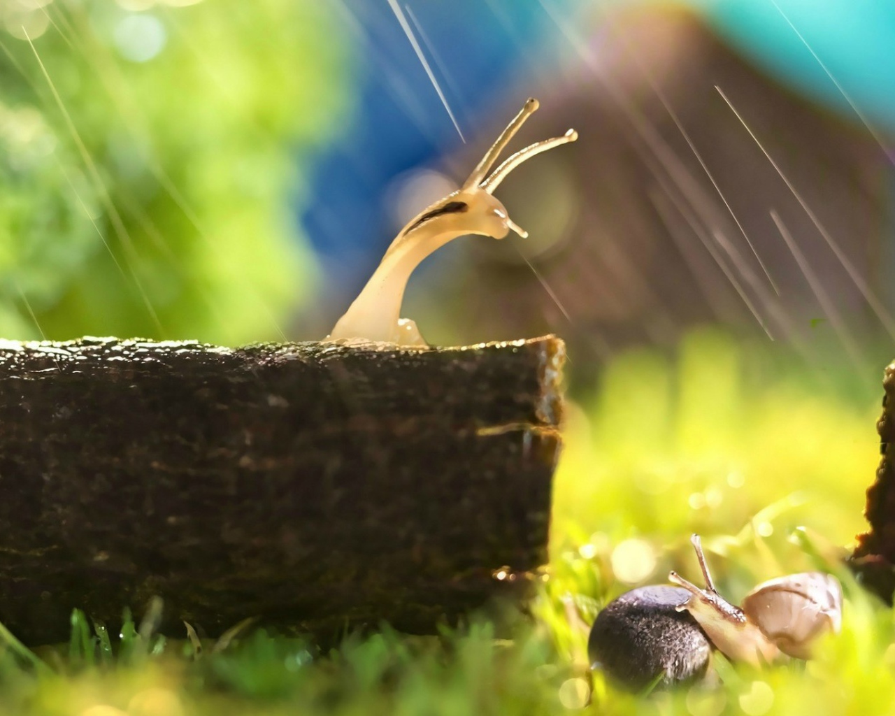 Две улитки попали под дождь