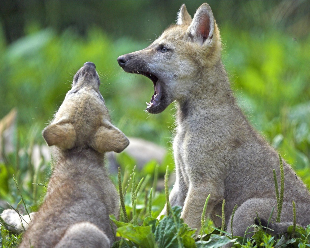 Два детеныша животных на траве