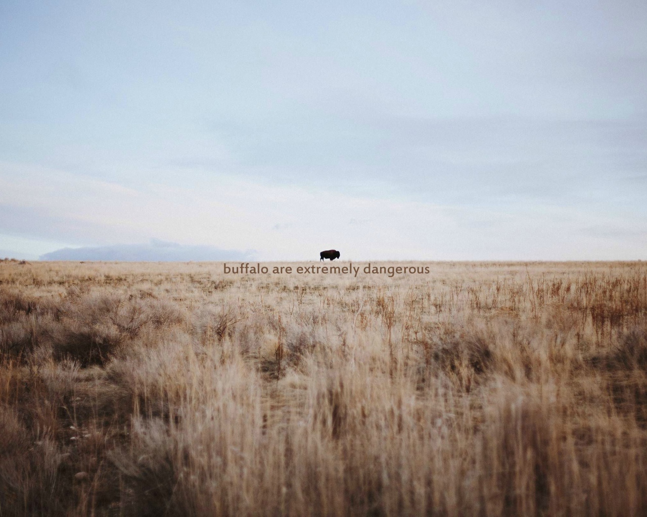 Дикий буйвол очень опасен