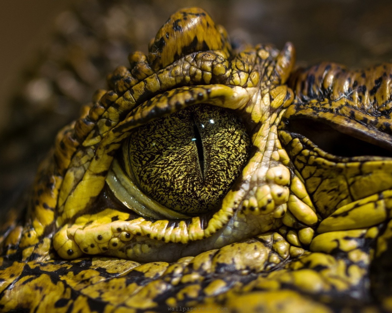 Зелено желтый крокодил