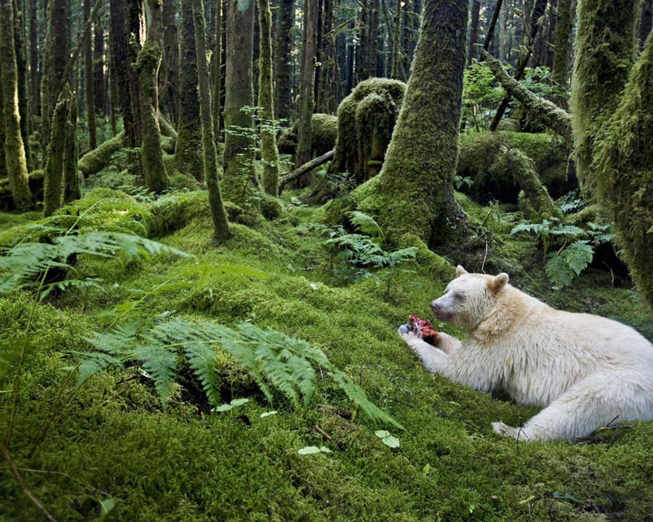 Медведь барибал альбинос