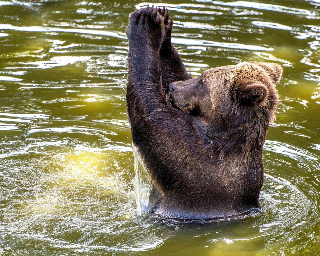 Медведь купается в воде