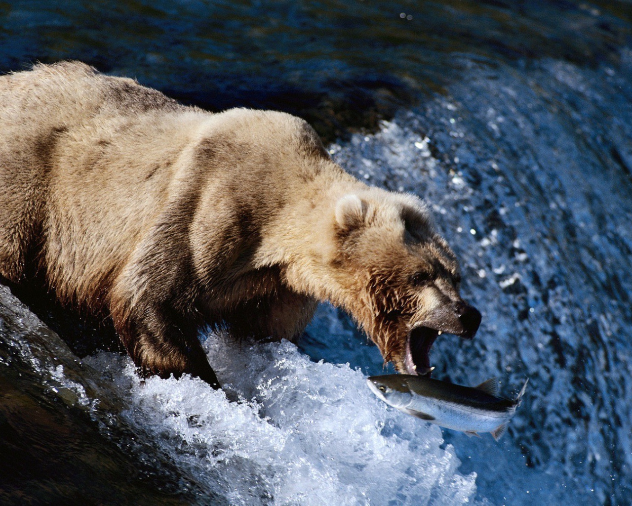 Медведь поймал пастью рыбу