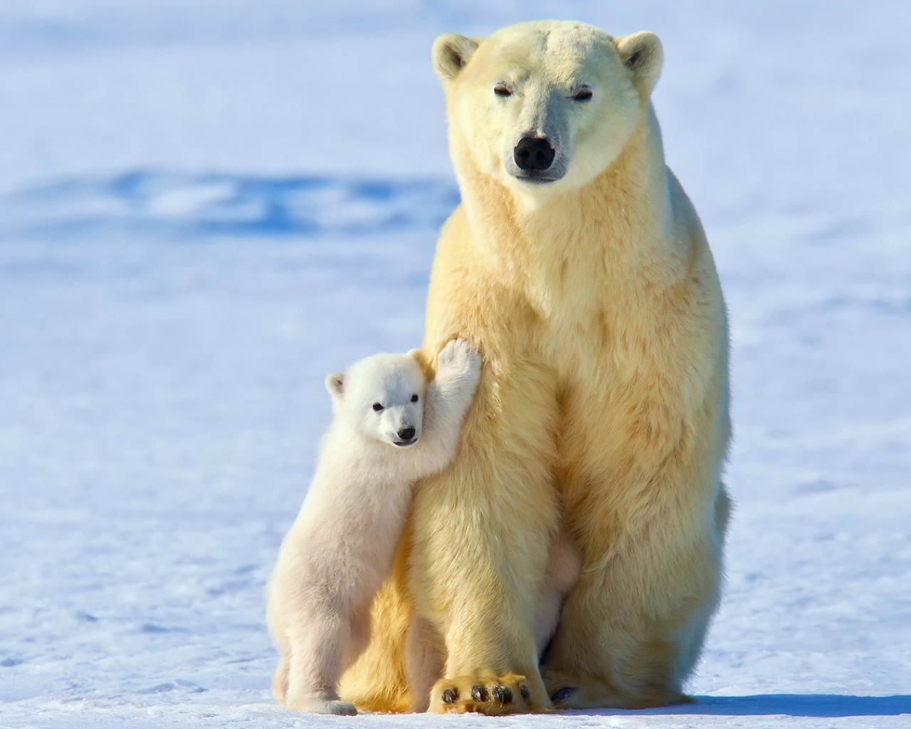 Медвежонок прижался к маме