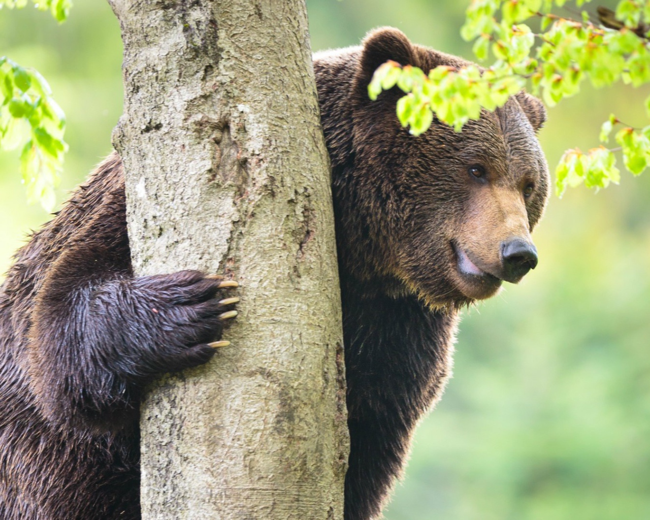 Медведь у дерева