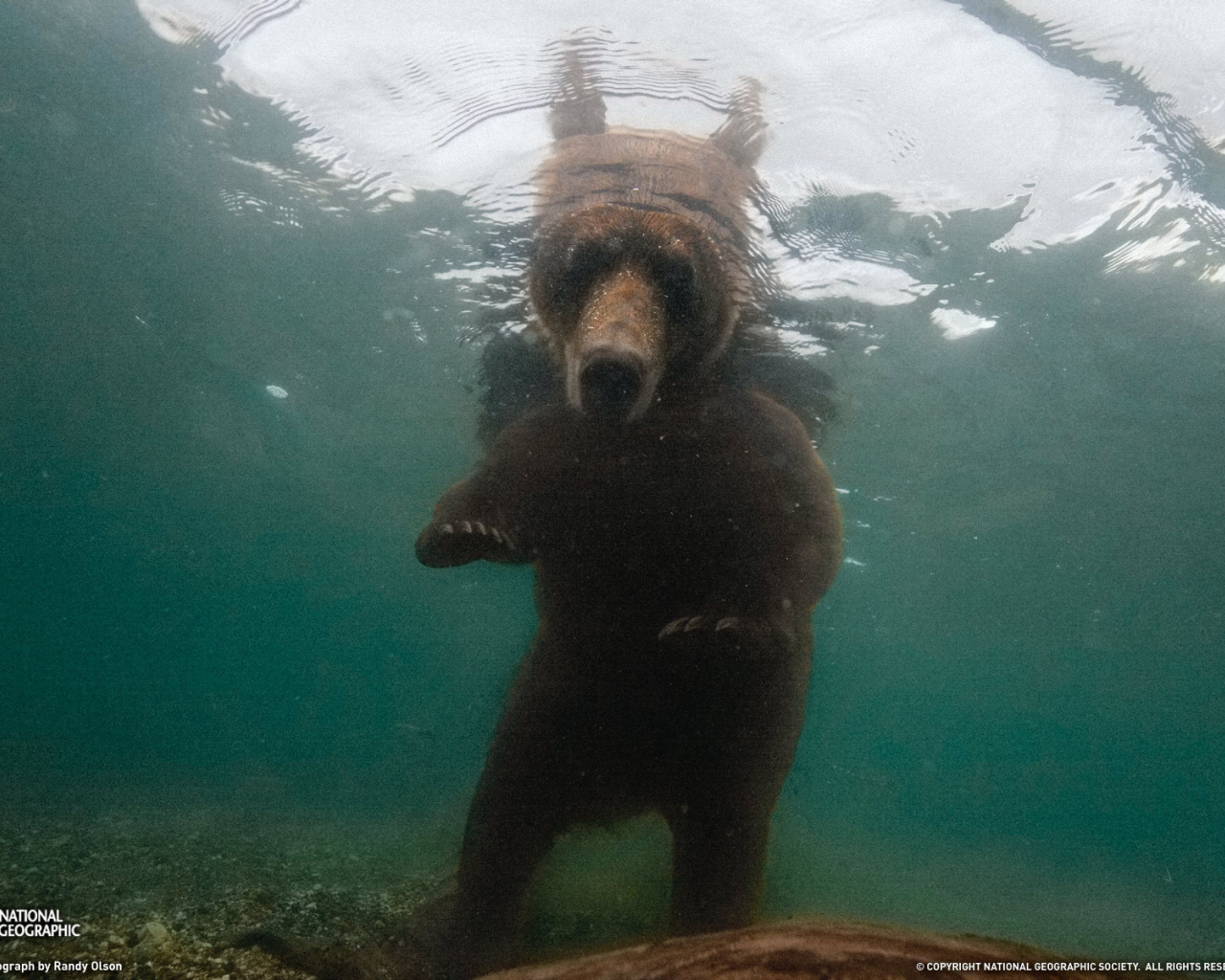 Медведь смотрит под воду