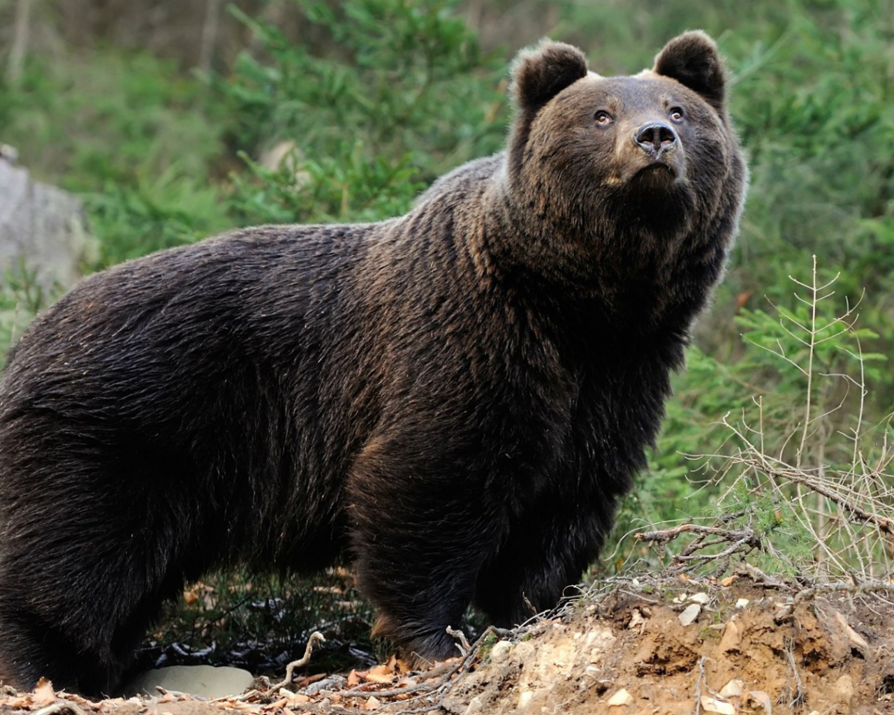 Медведь смотрит вверх