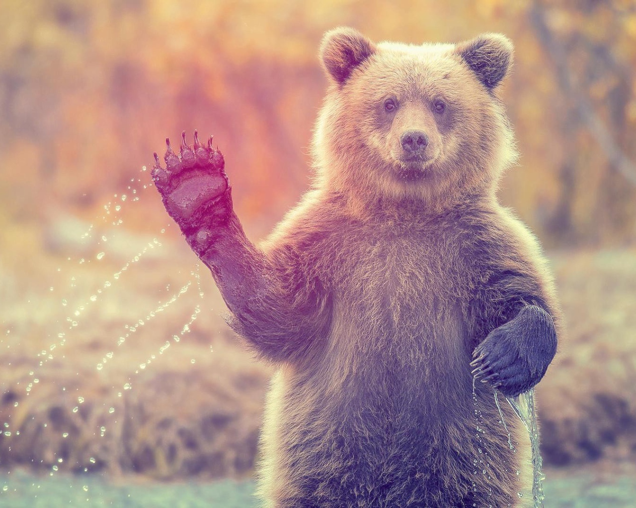 Медведь машет лапой стоя в воде