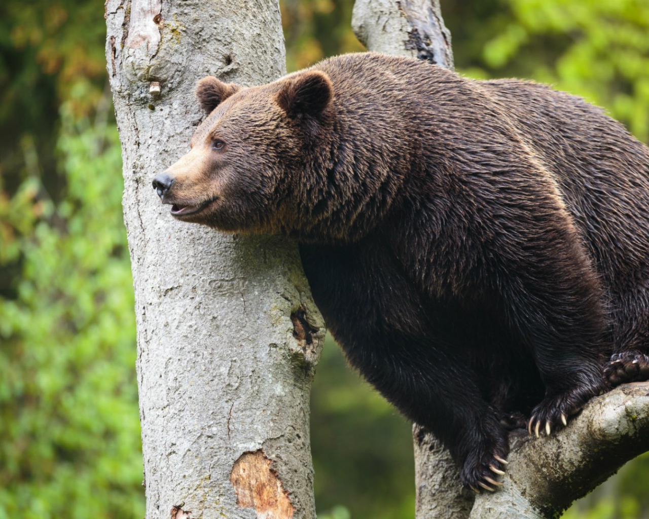 Медведь сидит высоко на дереве