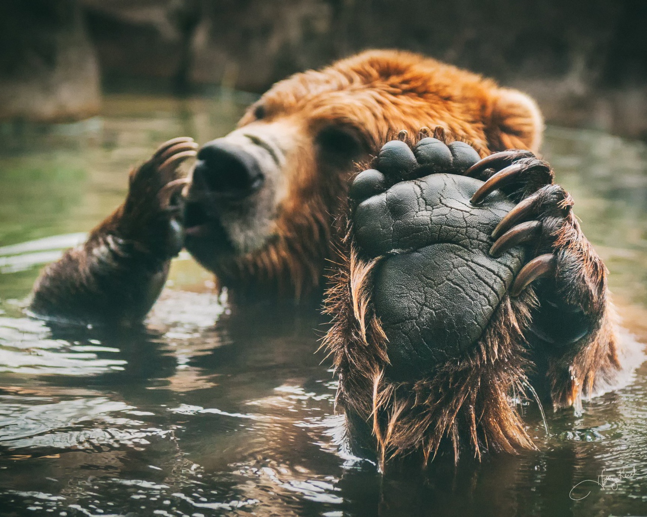 Медведь принимает ванную