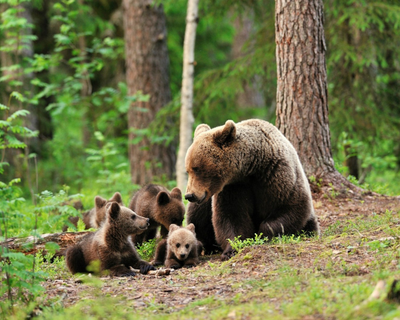 Медведица со своими медвежатами