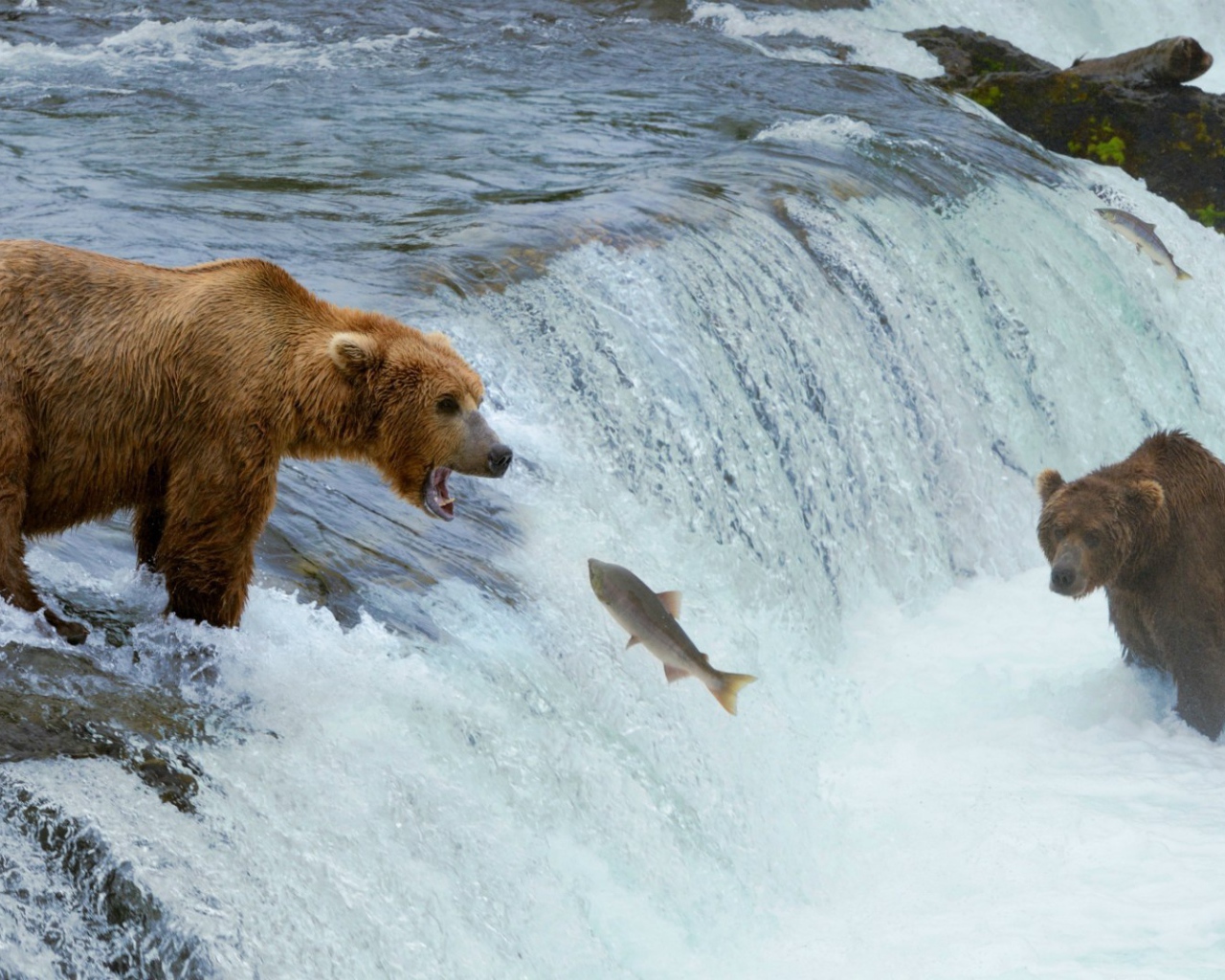 Медведи ловят рыбу, идущую на нерест
