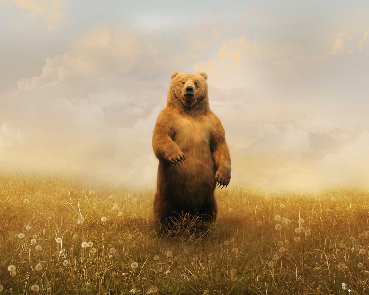 Коричневый медведь посреди поля