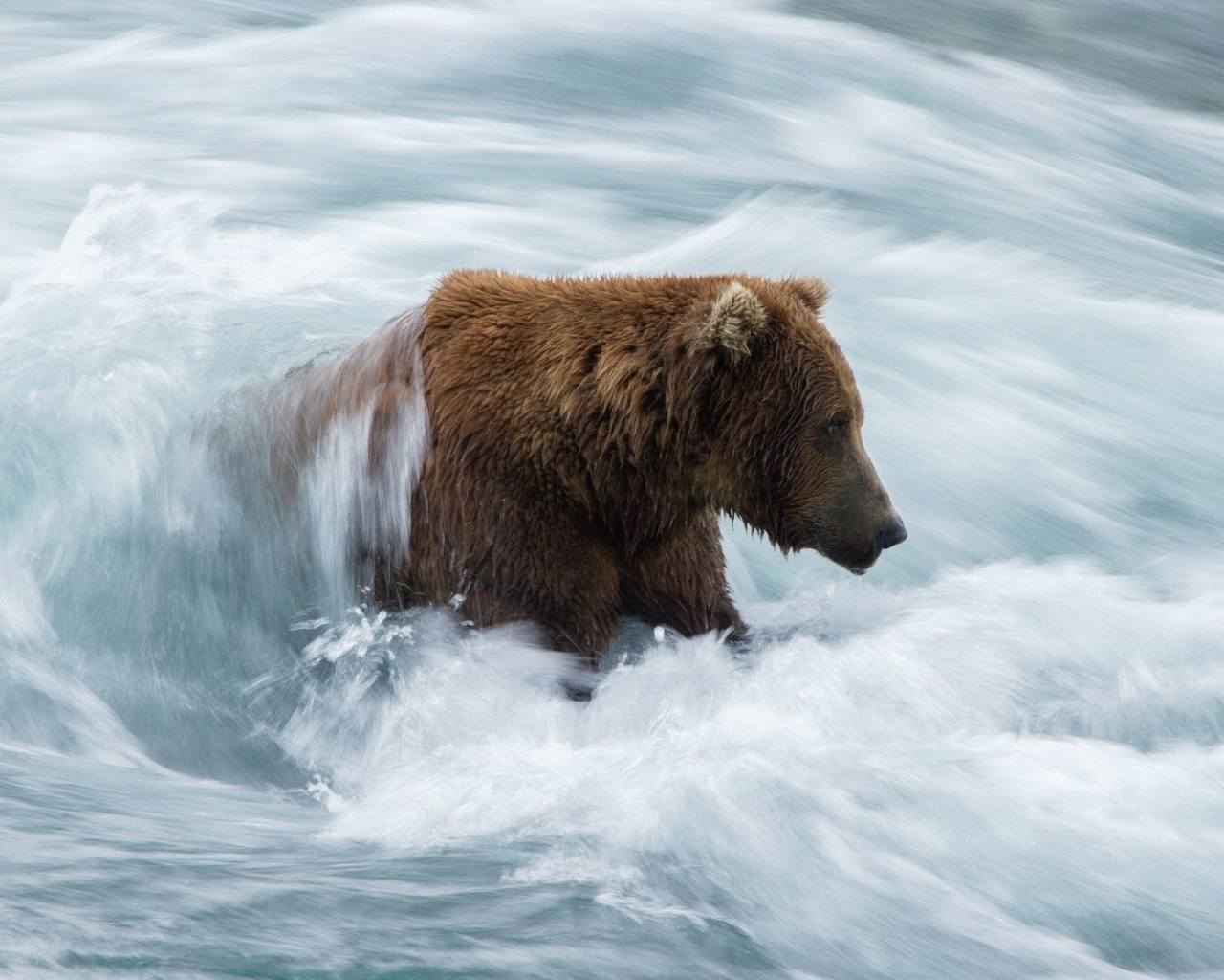 Бурый медведь в бурном потоке