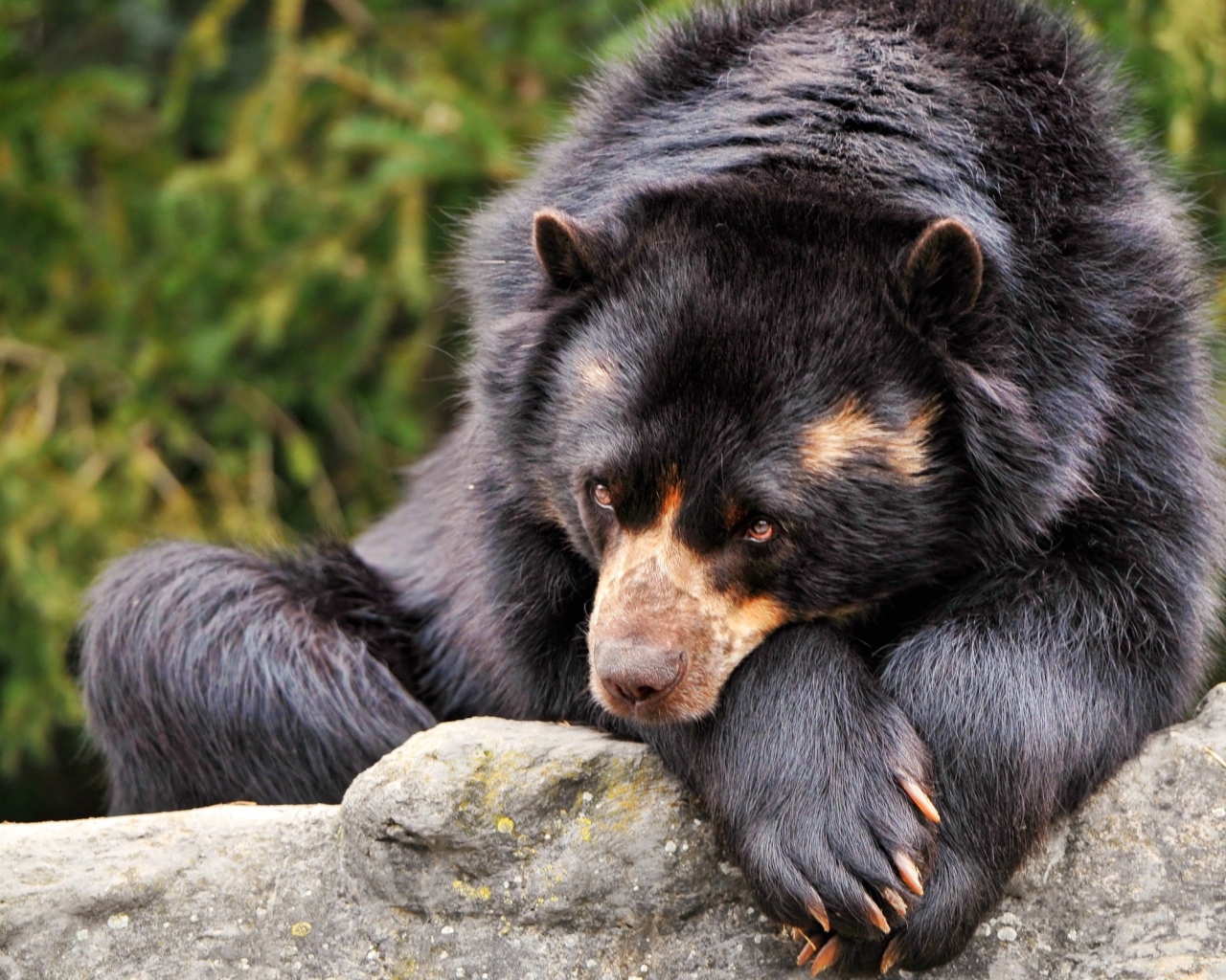 Коричневый медведь грустит