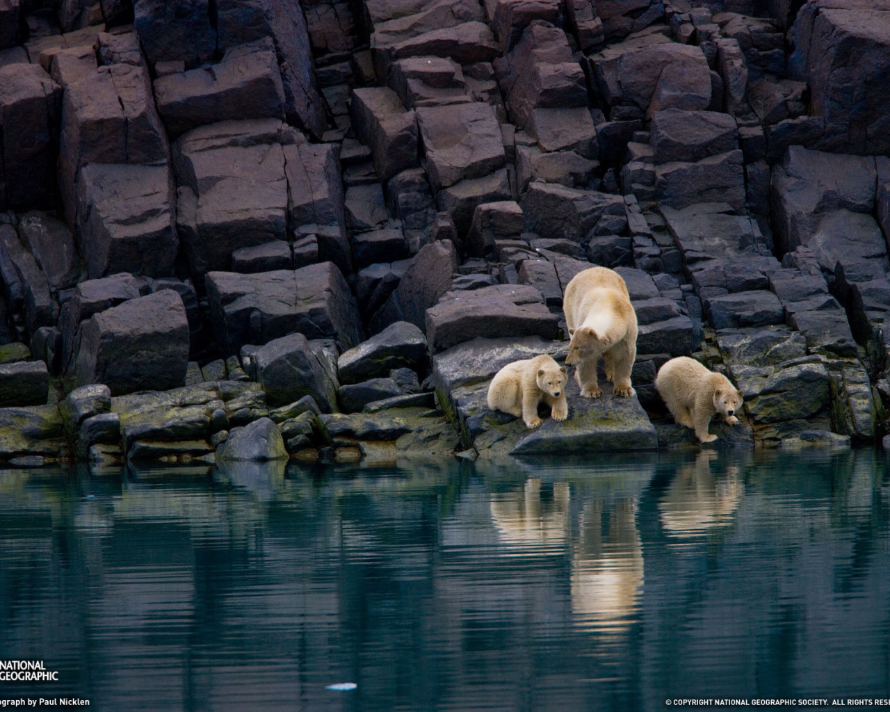 Семья белых медведей