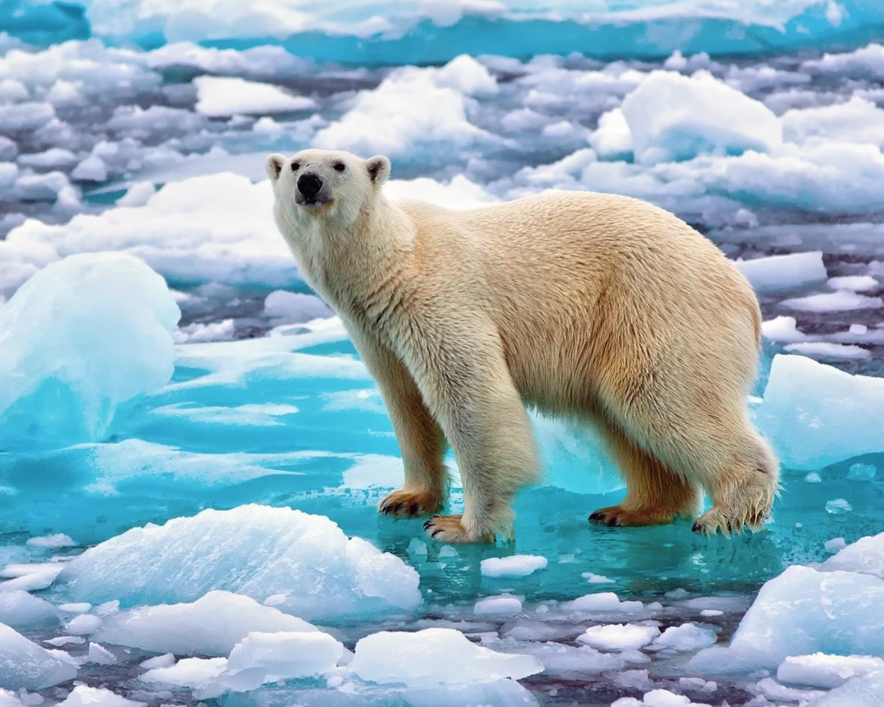 Забавный полярный медведь на льду