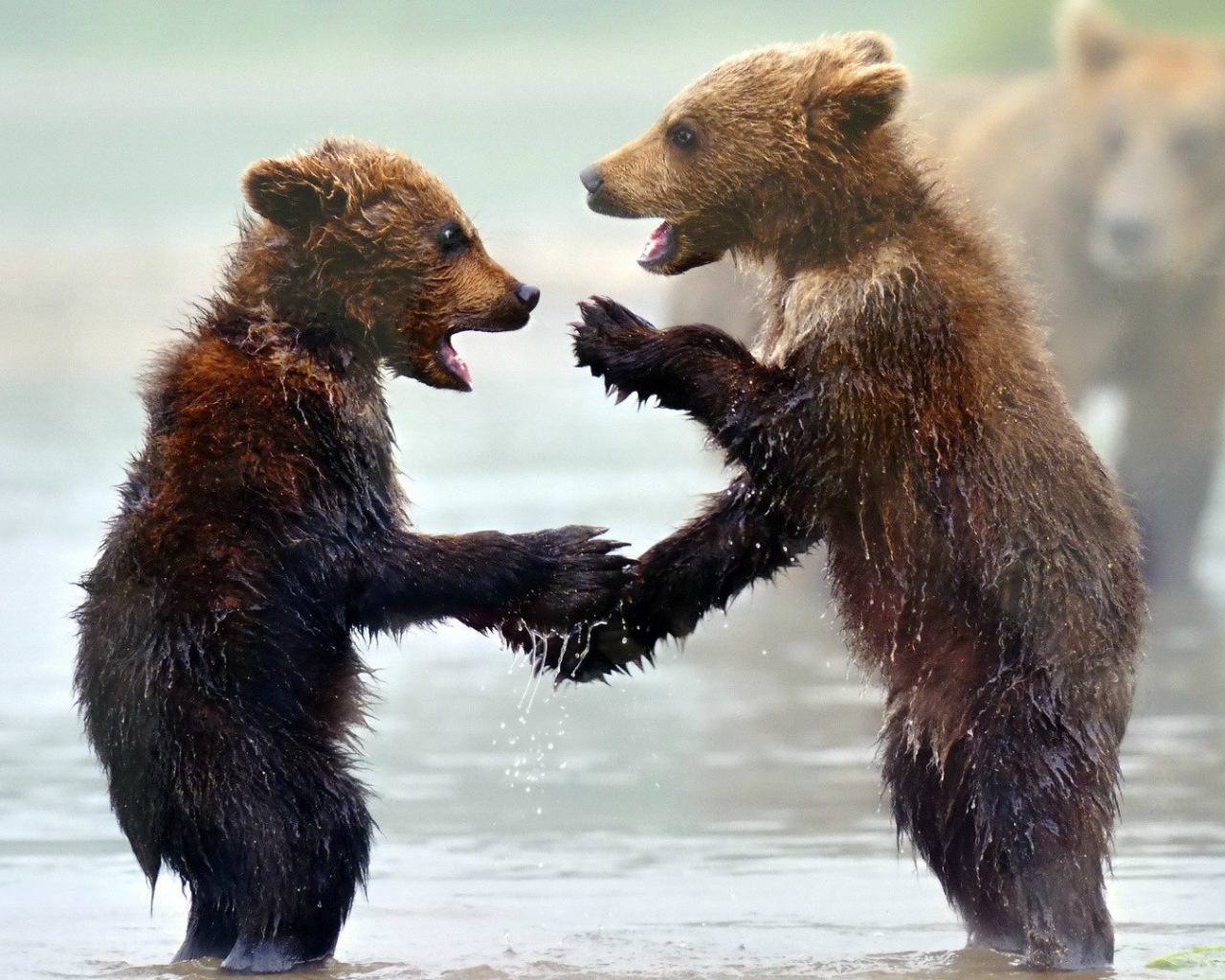 Забавные мокрые медвежата