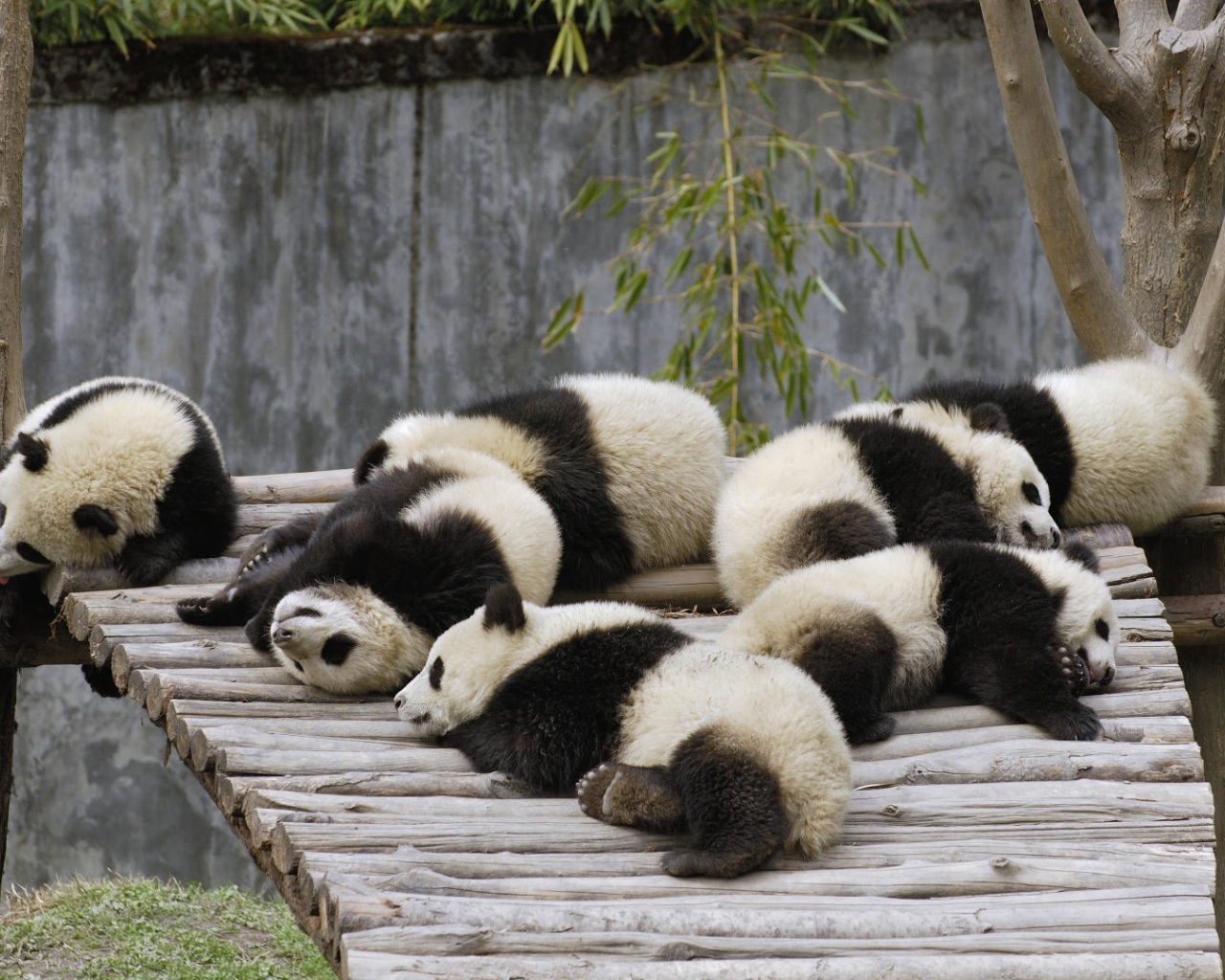 Ленивые панды спят после обеда