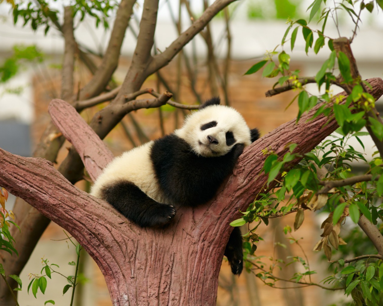 Маленькая панда сладко спит в развилке дерева