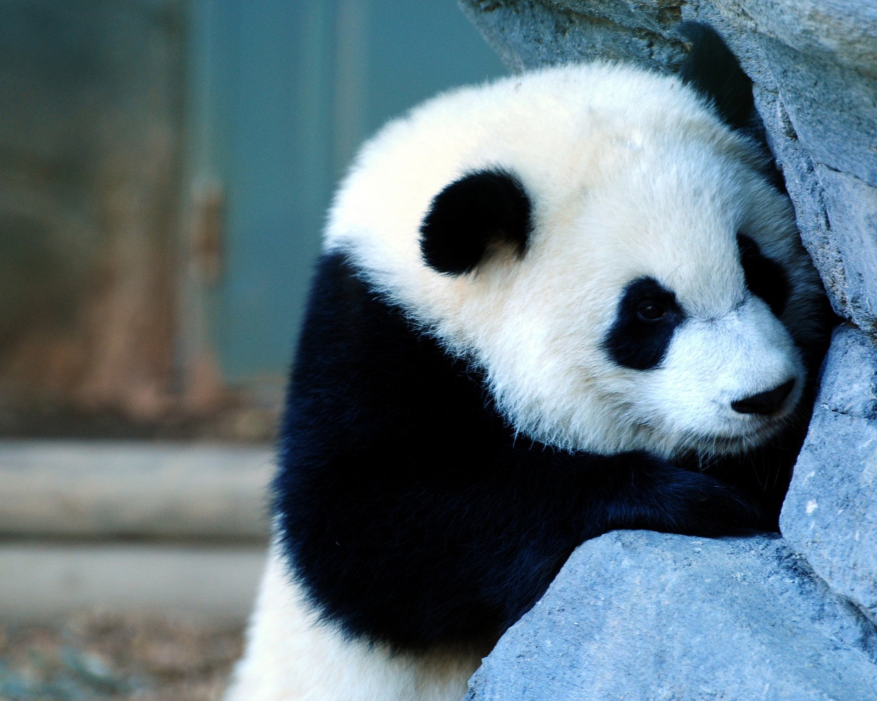 Панда у каменной стены