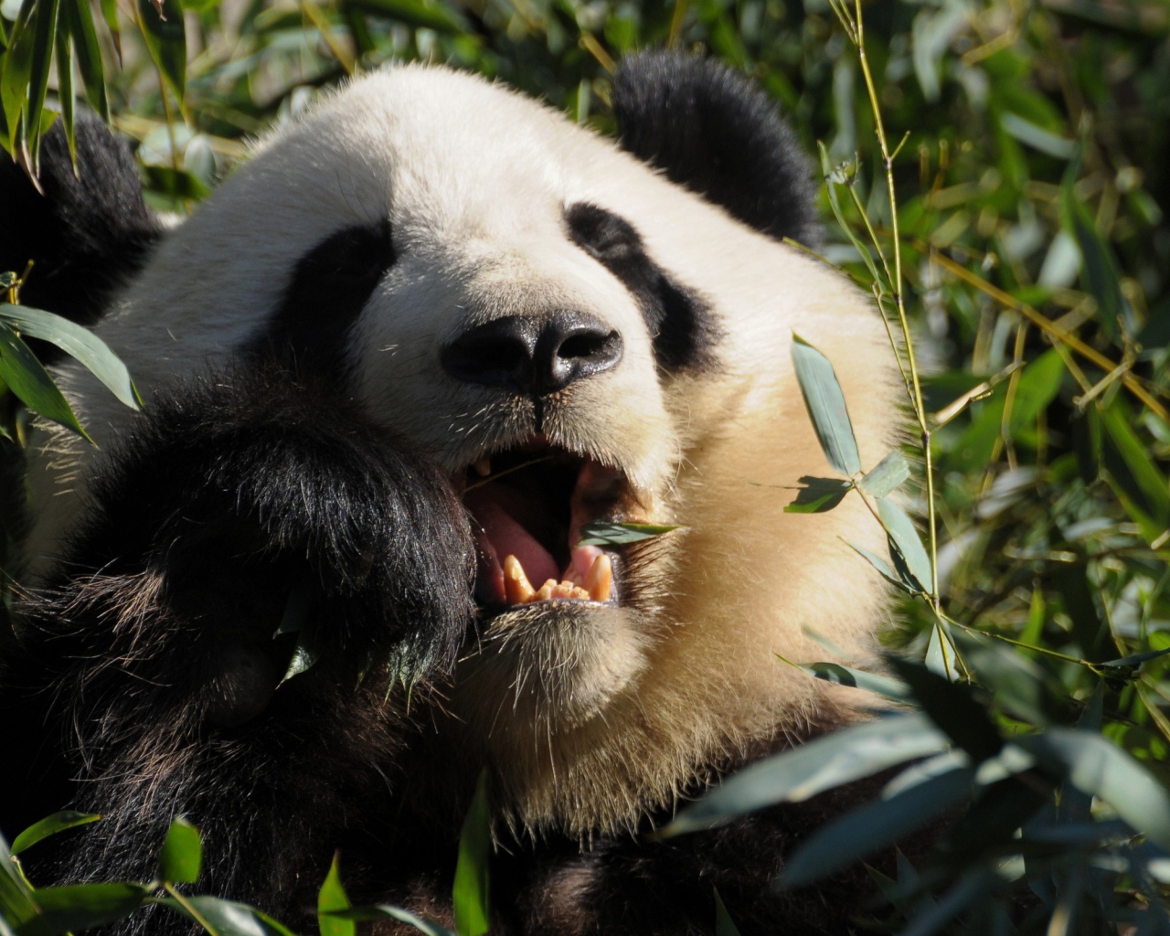 Панда среди зарослей ест листья