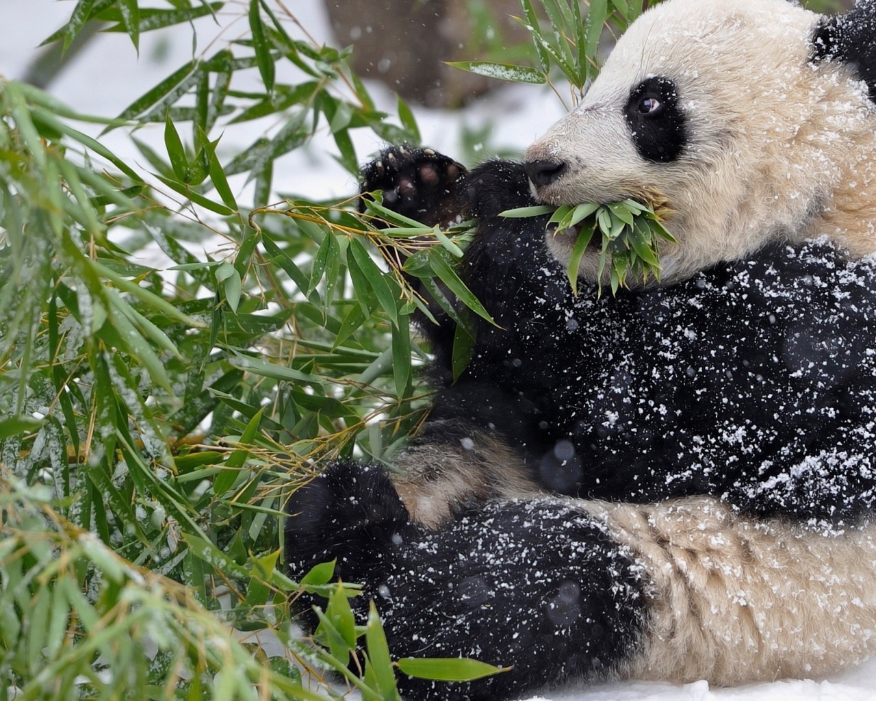 Панда в снегу ест зеленые листья