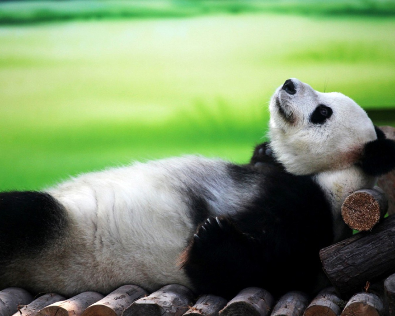 Панда лежит на спине