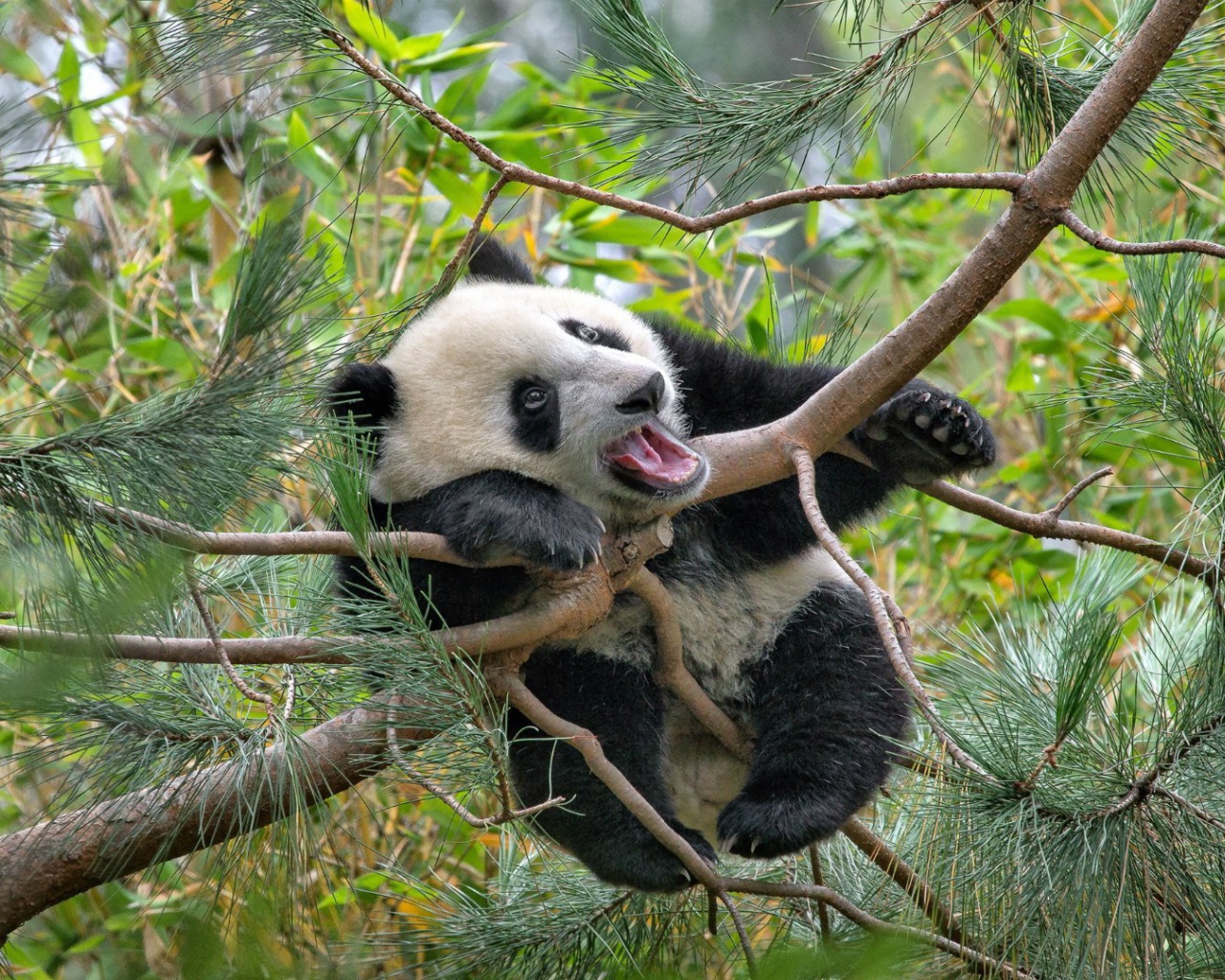 Панда на еловых ветвях