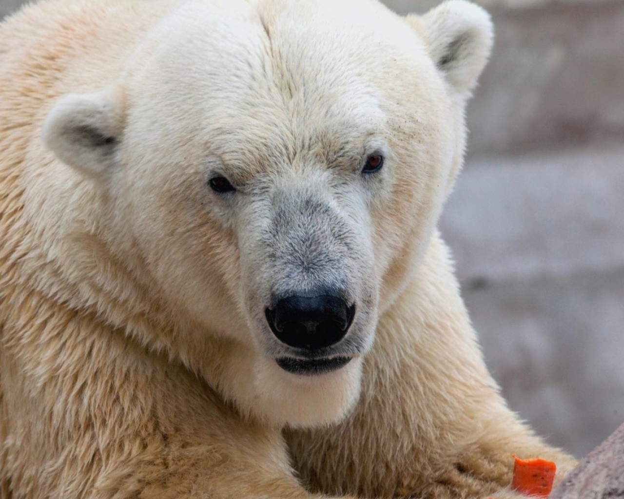 Белый медведь ест морковку